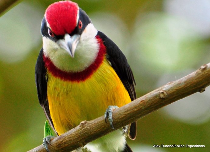 Scarlet-banded Barbet was described as late as 2000, but the type locality was very hard to get to.. In 2012 a new site for the Barbet became know. In 2013 several groups have been taken to see the bird which is on the cover of the Birds of Peru book. - Alex Durand